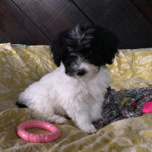 Labradoodle Puppy Ezra