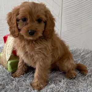 Cavapoo Puppy Tommy