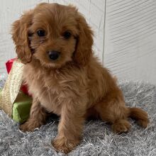 Cavapoo Puppy Tommy