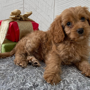 Cavapoo Puppy Tommy