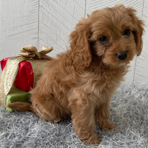 Cavapoo Puppy Tommy