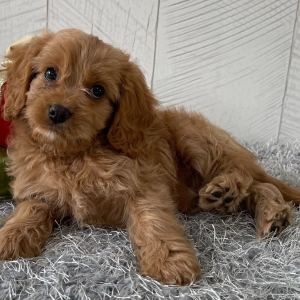 Cavapoo Puppy Tommy