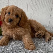 Cavapoo Puppy Tommy