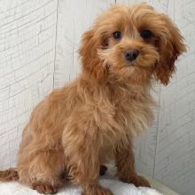 Cavapoo Puppy Tommy