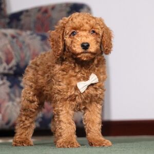 Poodle Puppy Pontiac