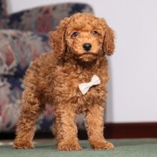 Poodle Puppy Pontiac