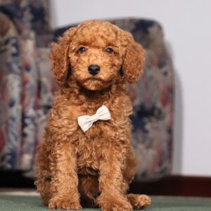 Poodle Puppy Pontiac