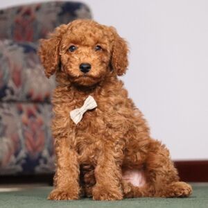 Poodle Puppy Pontiac