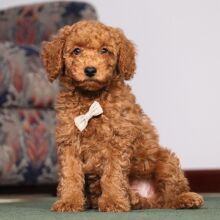 Poodle Puppy Pontiac
