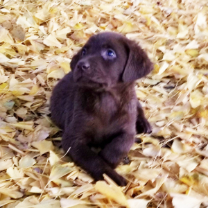 Labrador Retriever Puppy St Nick