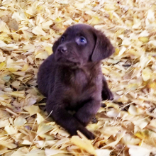 Labrador Retriever Puppy St Nick