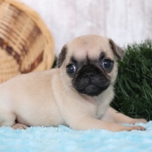 Pug Puppy Suzie