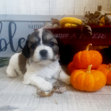 Cavachon Puppy Finley