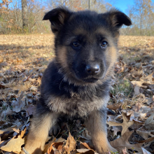 German Shepherd Dog Puppy Kraken
