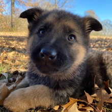 German Shepherd Dog Puppy Kraken