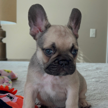 French Bulldog Puppy Theodore