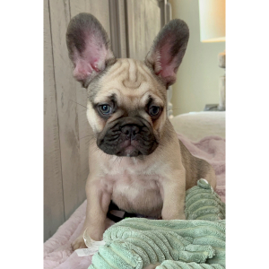 French Bulldog Puppy Theodore