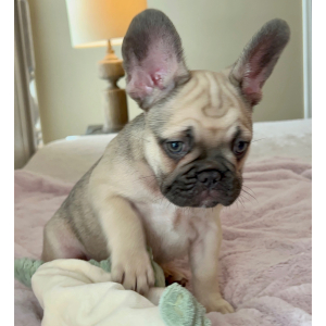 French Bulldog Puppy Theodore