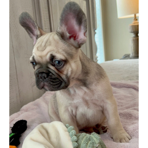 French Bulldog Puppy Theodore