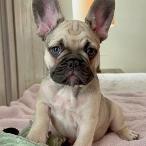 French Bulldog Puppy Theodore