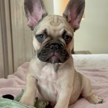 French Bulldog Puppy Theodore