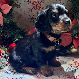 Dachshund Puppy Sneezy