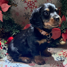 Dachshund Puppy Sneezy