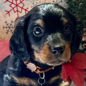 Dachshund Puppy Sneezy