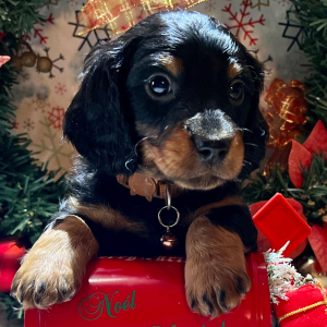 Dachshund Puppy Sneezy