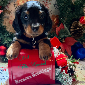 Dachshund Puppy Sneezy