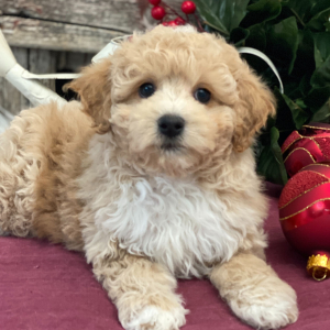 Bichonpoo Puppy Saturn