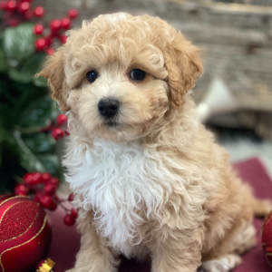 Bichonpoo Puppy Saturn