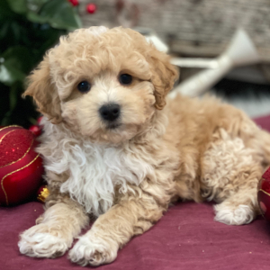 Bichonpoo Puppy Saturn
