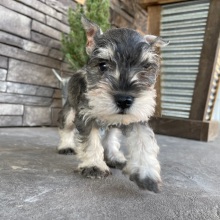 Miniature Schnauzer Puppy Ruger