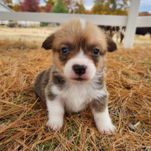 Pembroke Welsh Corgi Puppy Whistler