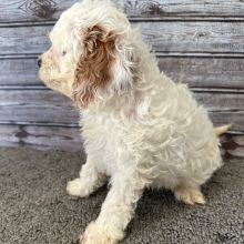 Cavapoo Puppy Pride