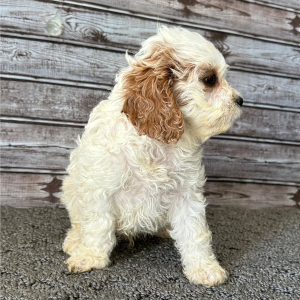 Cavapoo Puppy Pride