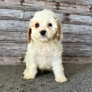 Cavapoo Puppy Pride