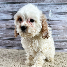 Cavapoo Puppy Pride