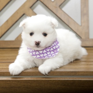 American Eskimo Dog Puppy Destiny