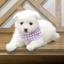 American Eskimo Dog Puppy Destiny