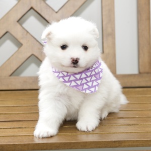 American Eskimo Dog Puppy Destiny