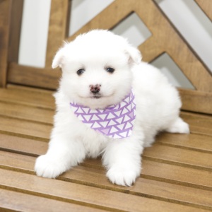 American Eskimo Dog Puppy Destiny