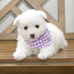 American Eskimo Dog Puppy Destiny