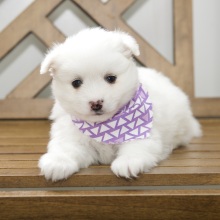 American Eskimo Dog Puppy Destiny