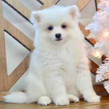 American Eskimo Dog Puppy Destiny