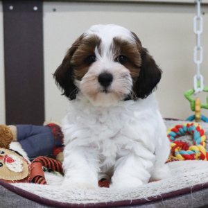 Havapoo Puppy Tater