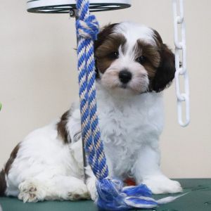 Havapoo Puppy Tater