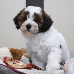 Havapoo Puppy Tater