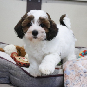 Havapoo Puppy Tater